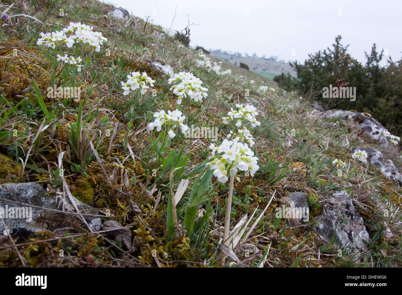 Noccaea montana, syn. Thlaspi montanum Stock Photo