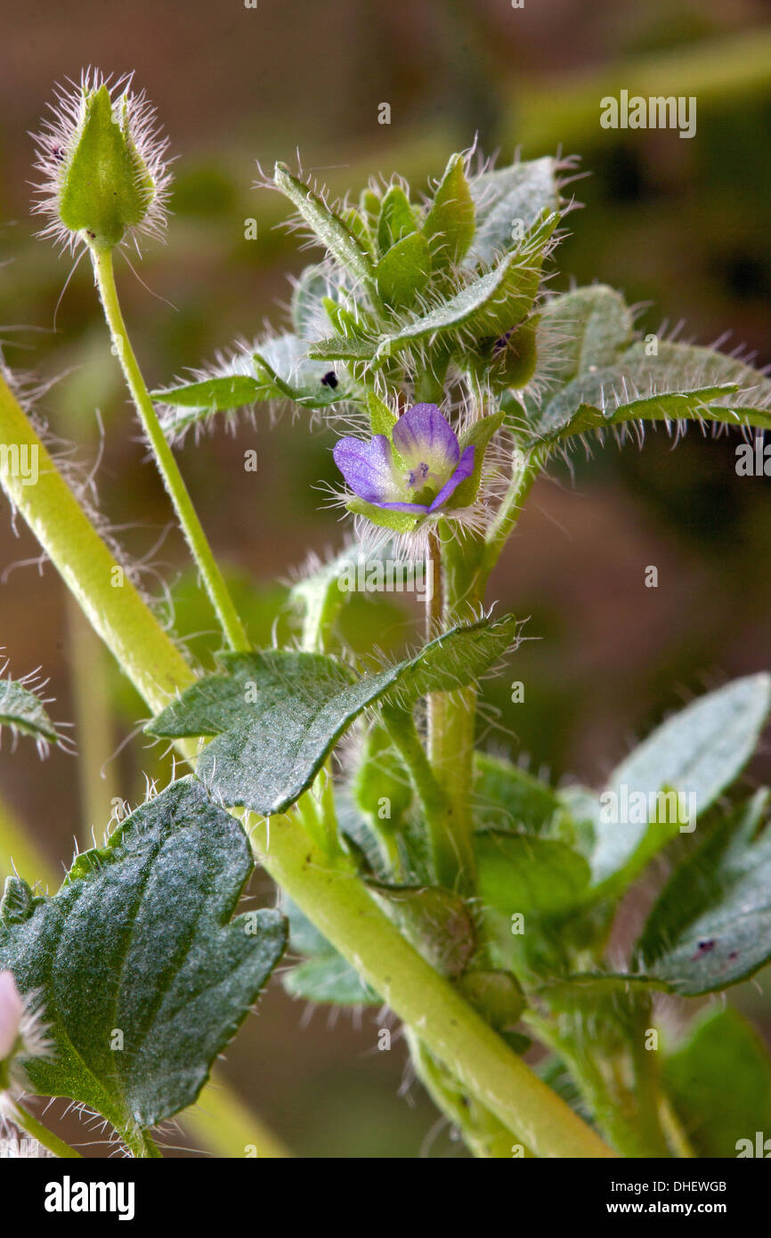 Ivy-leaved speedwell, Veronica hederifolia Stock Photo