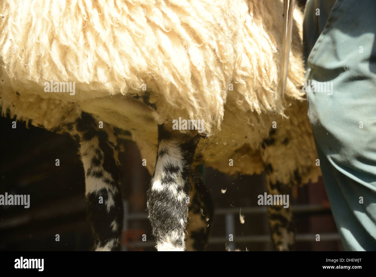 Lamb trim hires stock photography and images Alamy