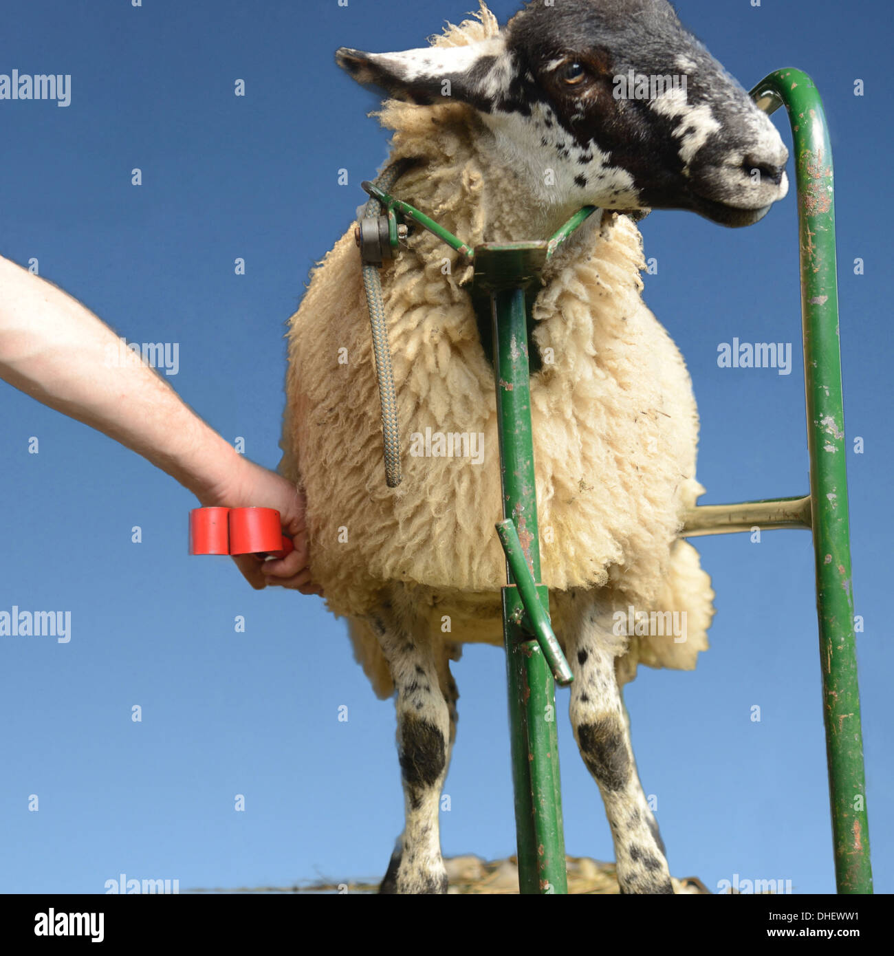 Sheep having a wool trim Stock Photo Alamy