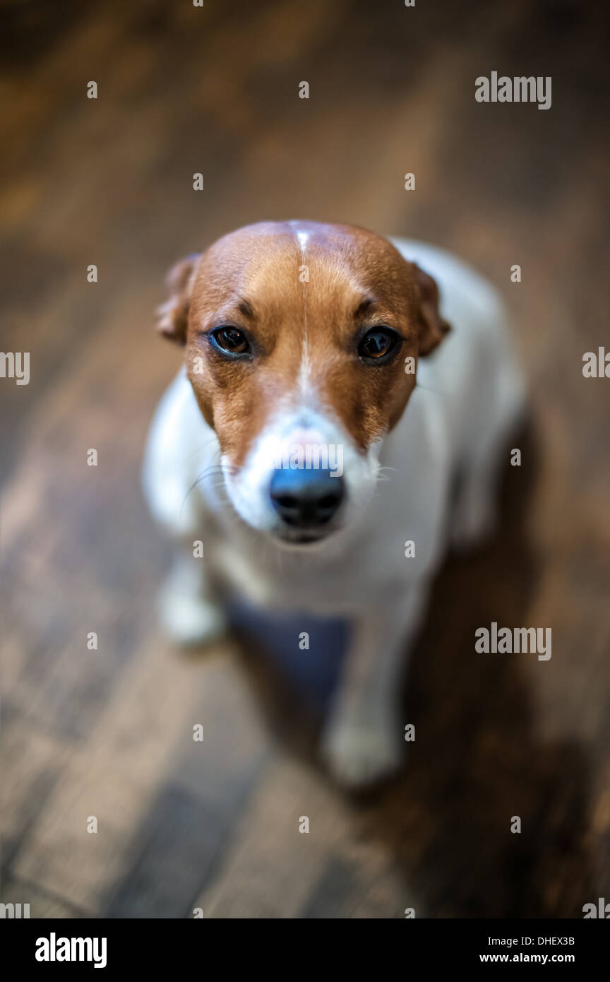 Close up jack russel terrier hires stock photography and images Alamy