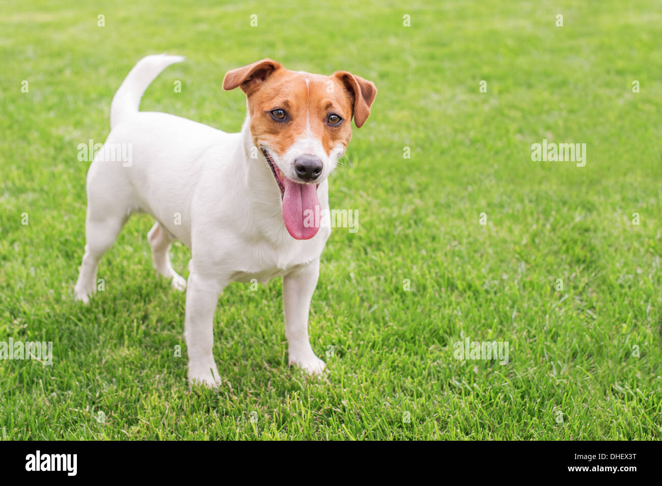 jack russel on green lawn Stock Photo - Alamy