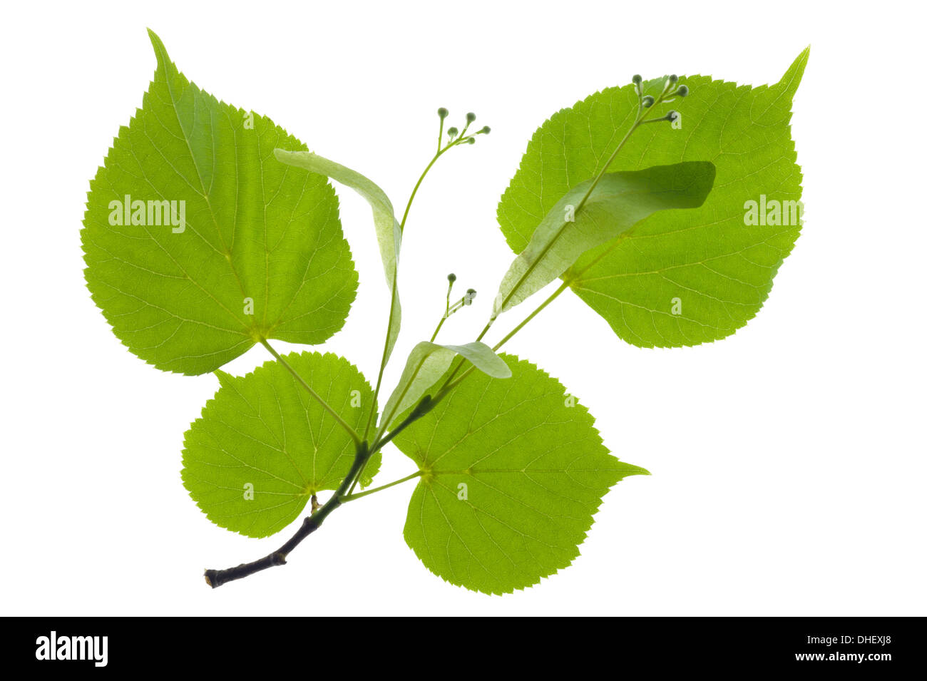 leaf of linden tree isolated Stock Photo