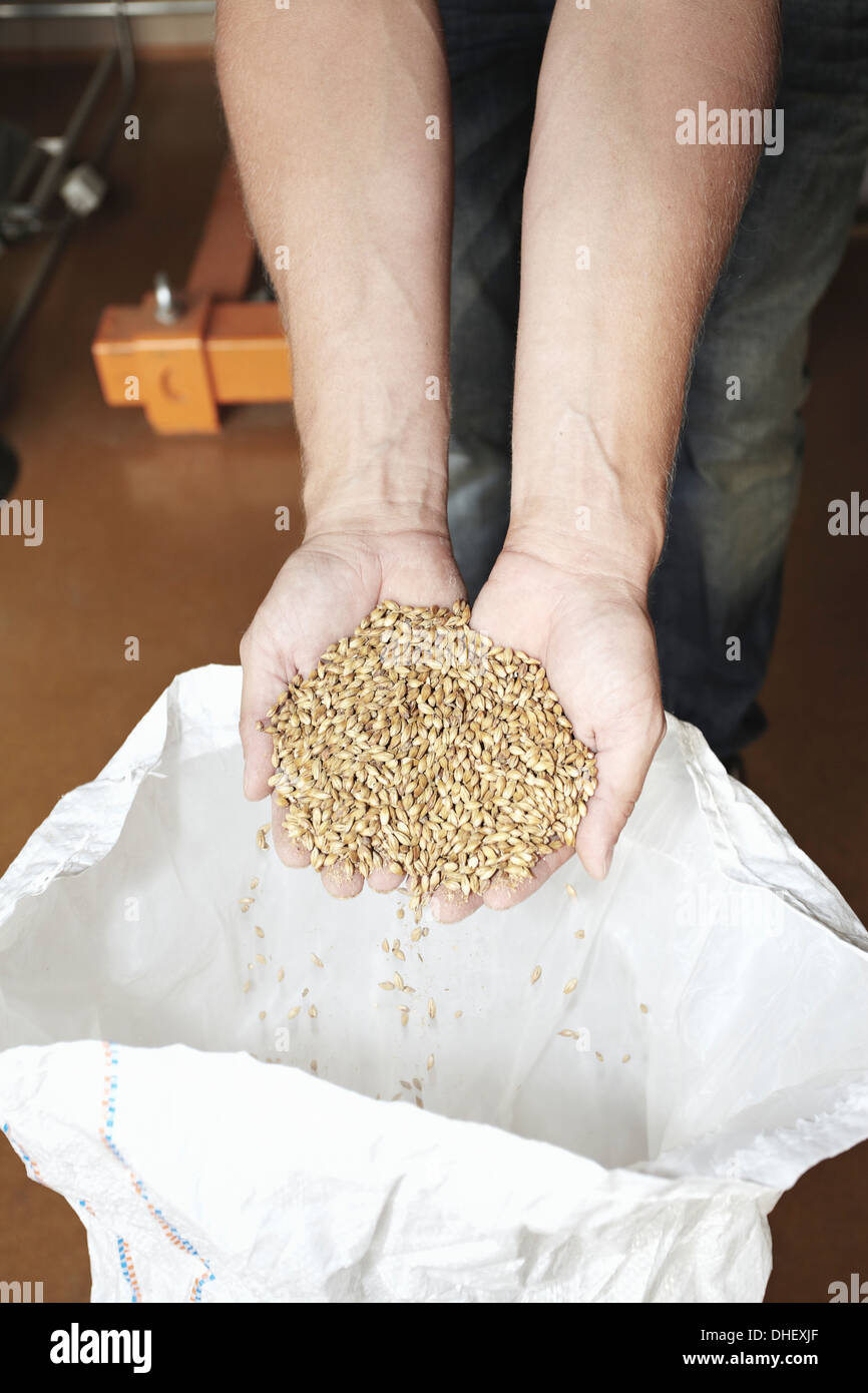 Handful of barley Stock Photo
