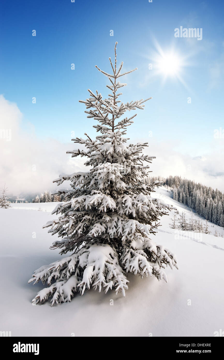 snovy trees on winter mountains Stock Photo
