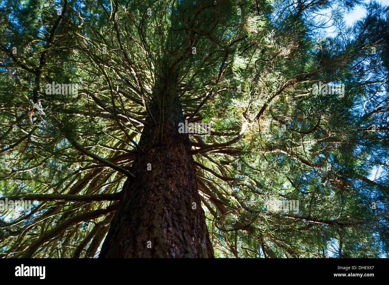 Media Photo Call - Wellingtonia Sierra Redwood tree origin from California USA Sequoiadendron gigateum at Wakehurst UK Stock Photo