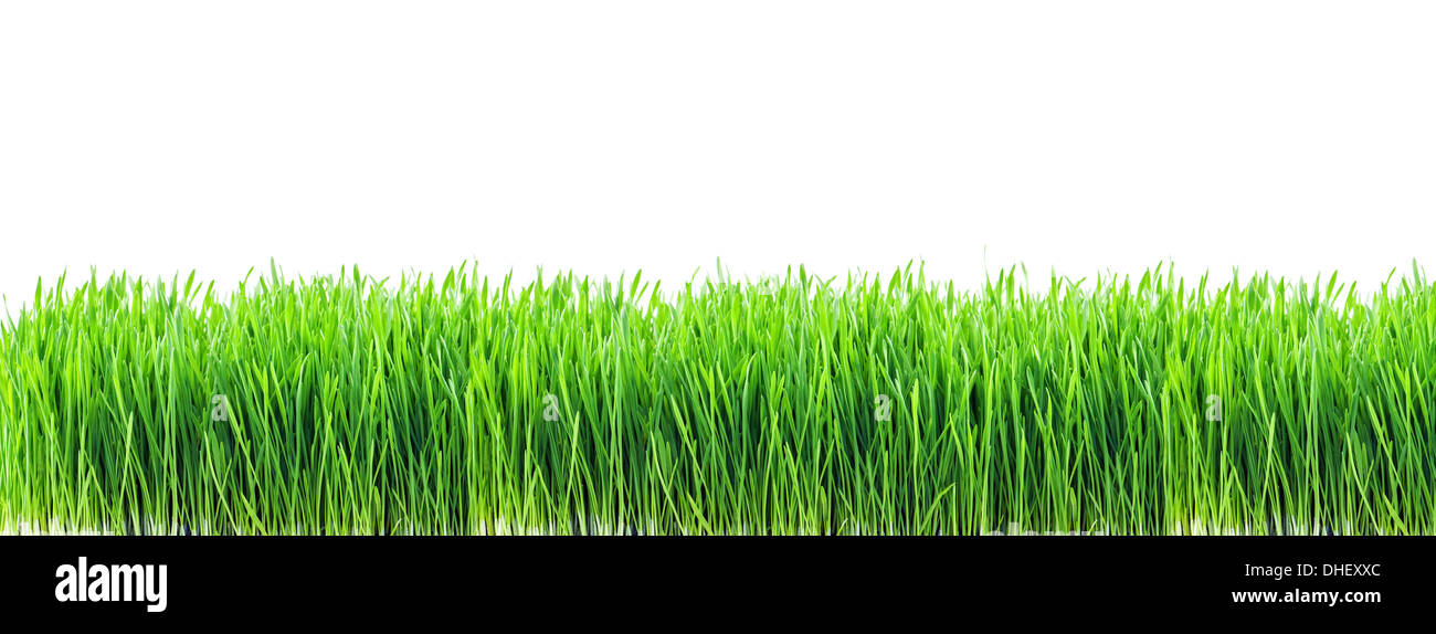 green grass isolated on white background Stock Photo - Alamy