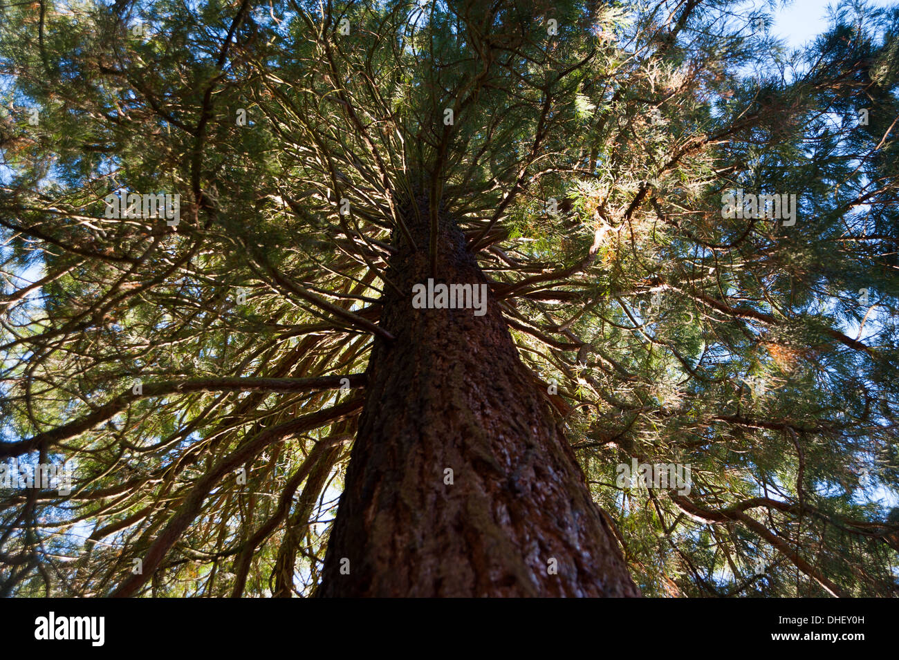 Media Photo Call - Wellingtonia Sierra Redwood tree origin from California USA Sequoiadendron gigateum at Wakehurst UK Stock Photo