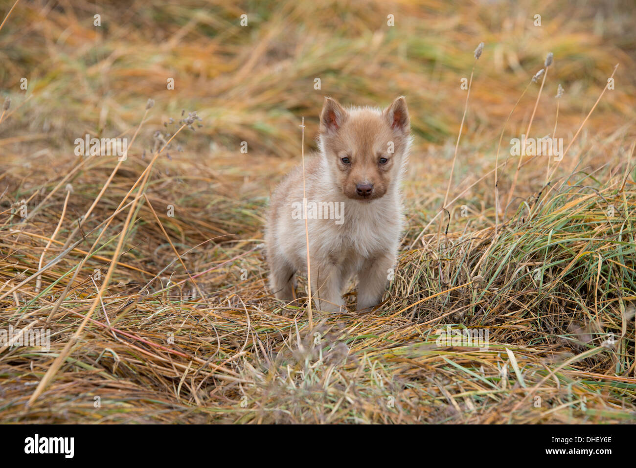 Greenland, Nuussuaq Penninsula, Disko Bay, Qaasuitsup municipality, Saqqaq (aka Sarqaq or Solsiden). Sled dog puppy. Stock Photo