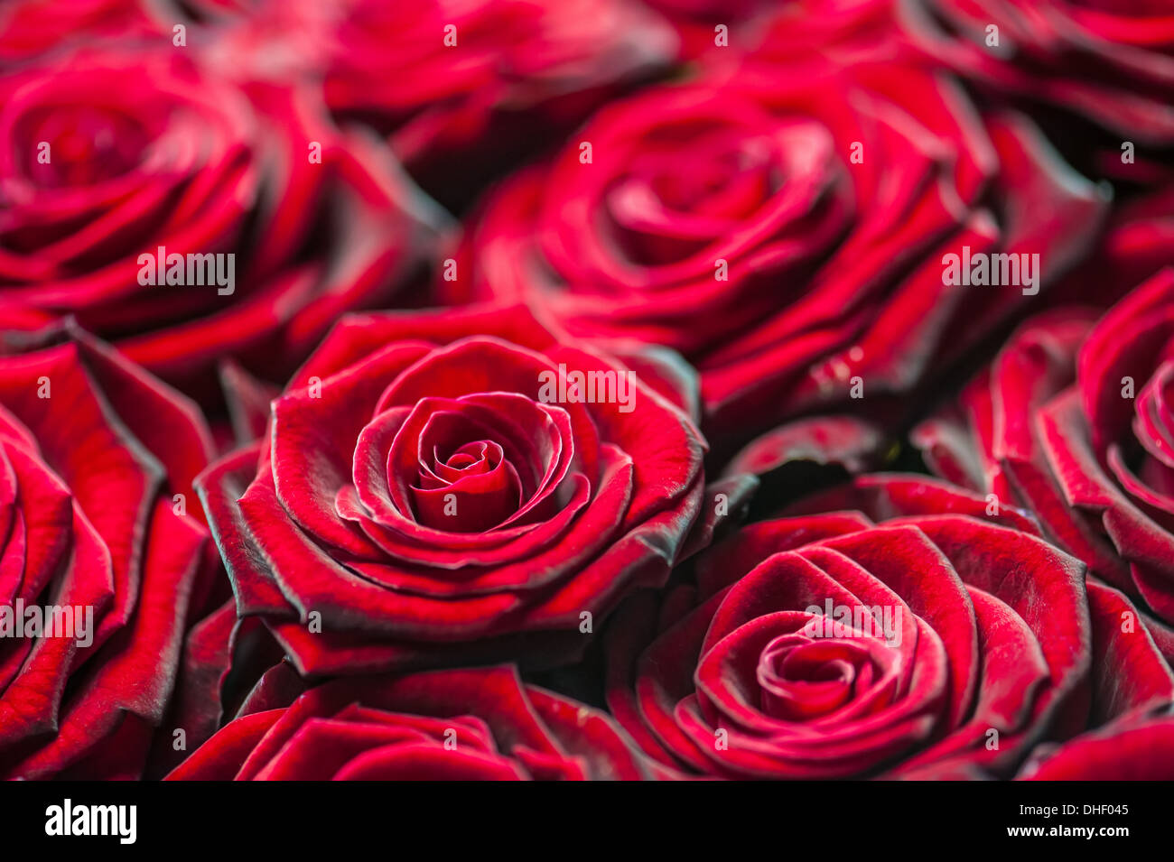 red rose pattern close up Stock Photo