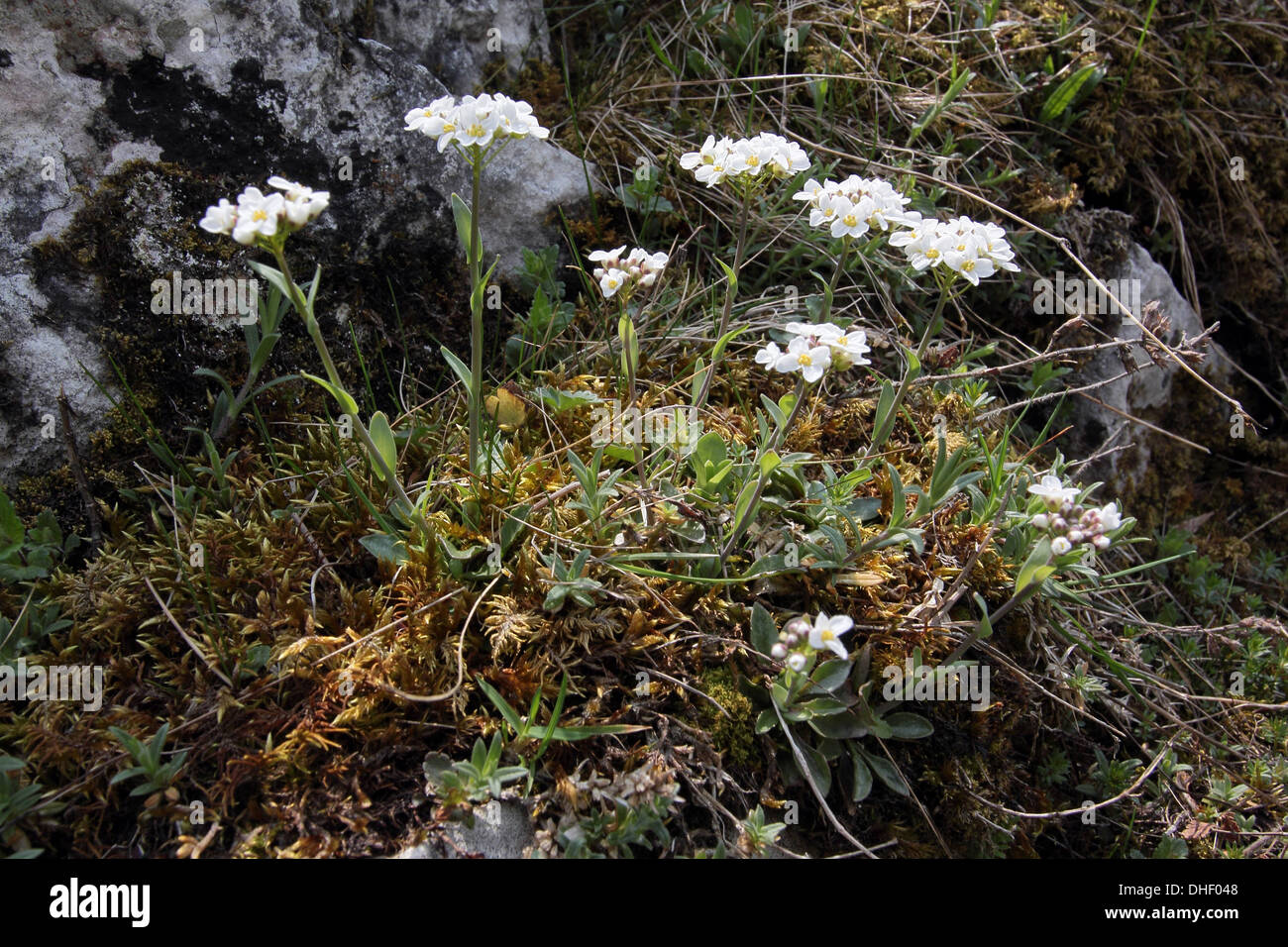 Noccaea montana, syn. Thlaspi montanum Stock Photo