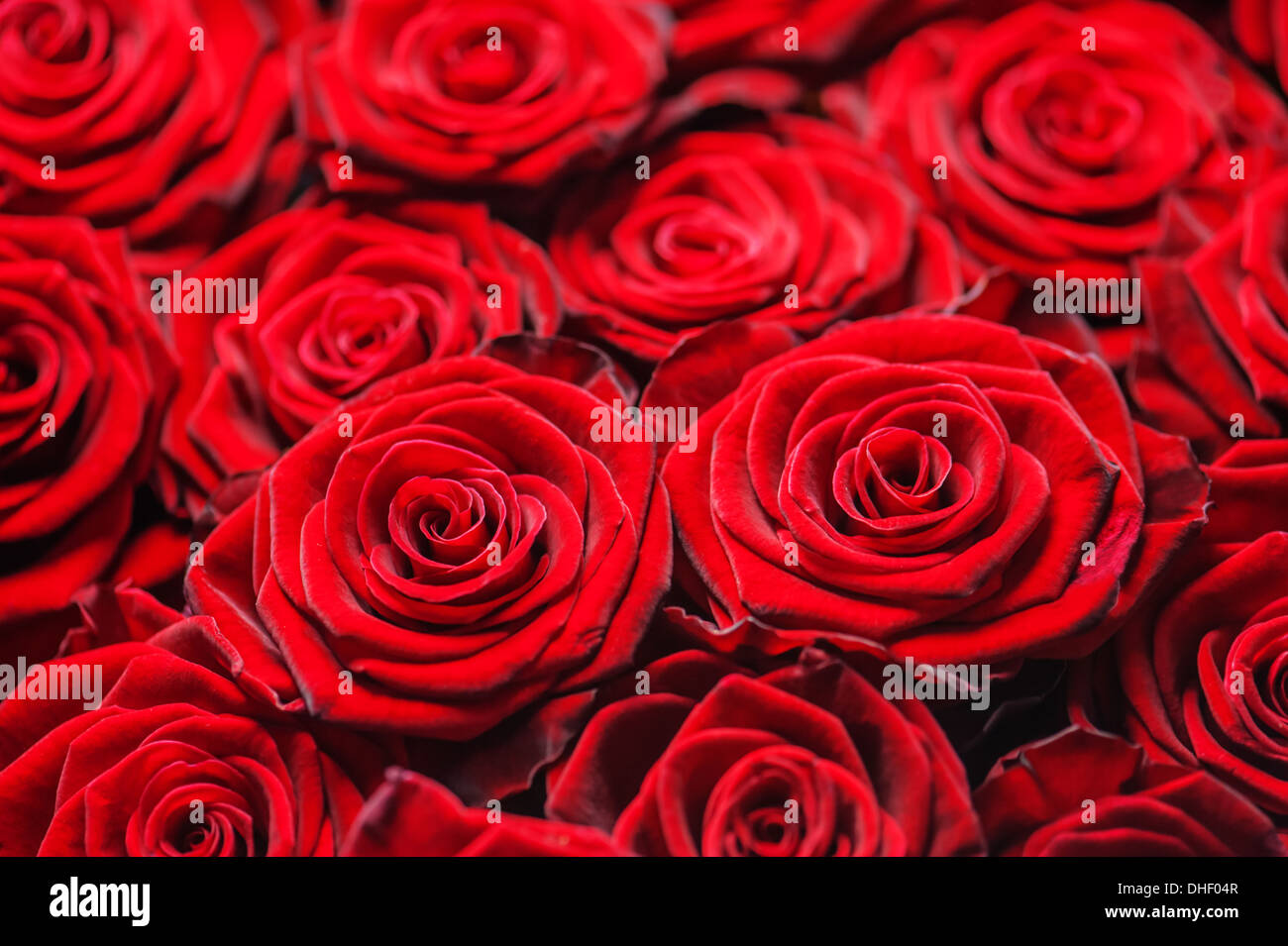 red rose pattern close up Stock Photo