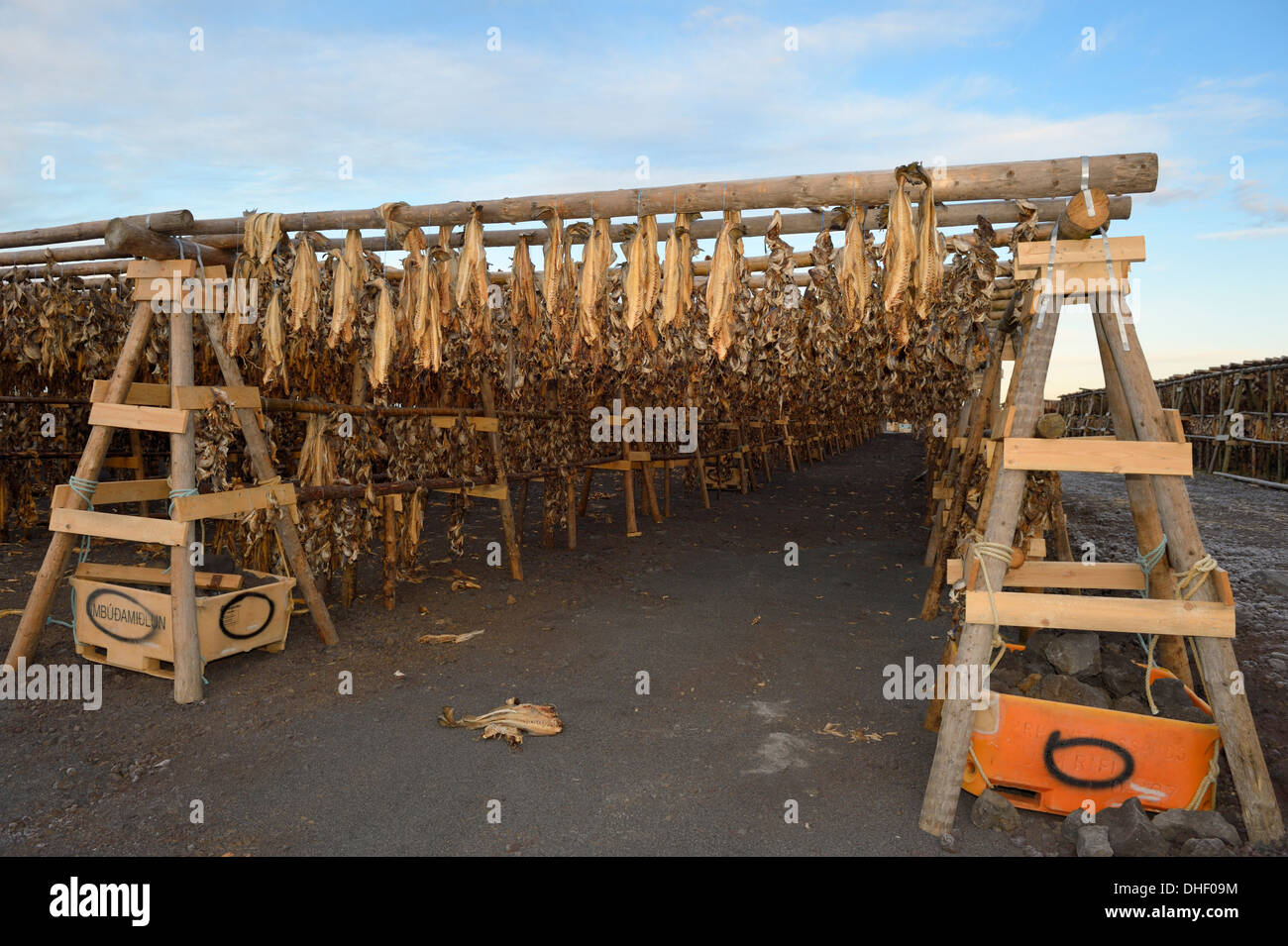 Fish drying on wooden construction, Iceland. Stock Photo
