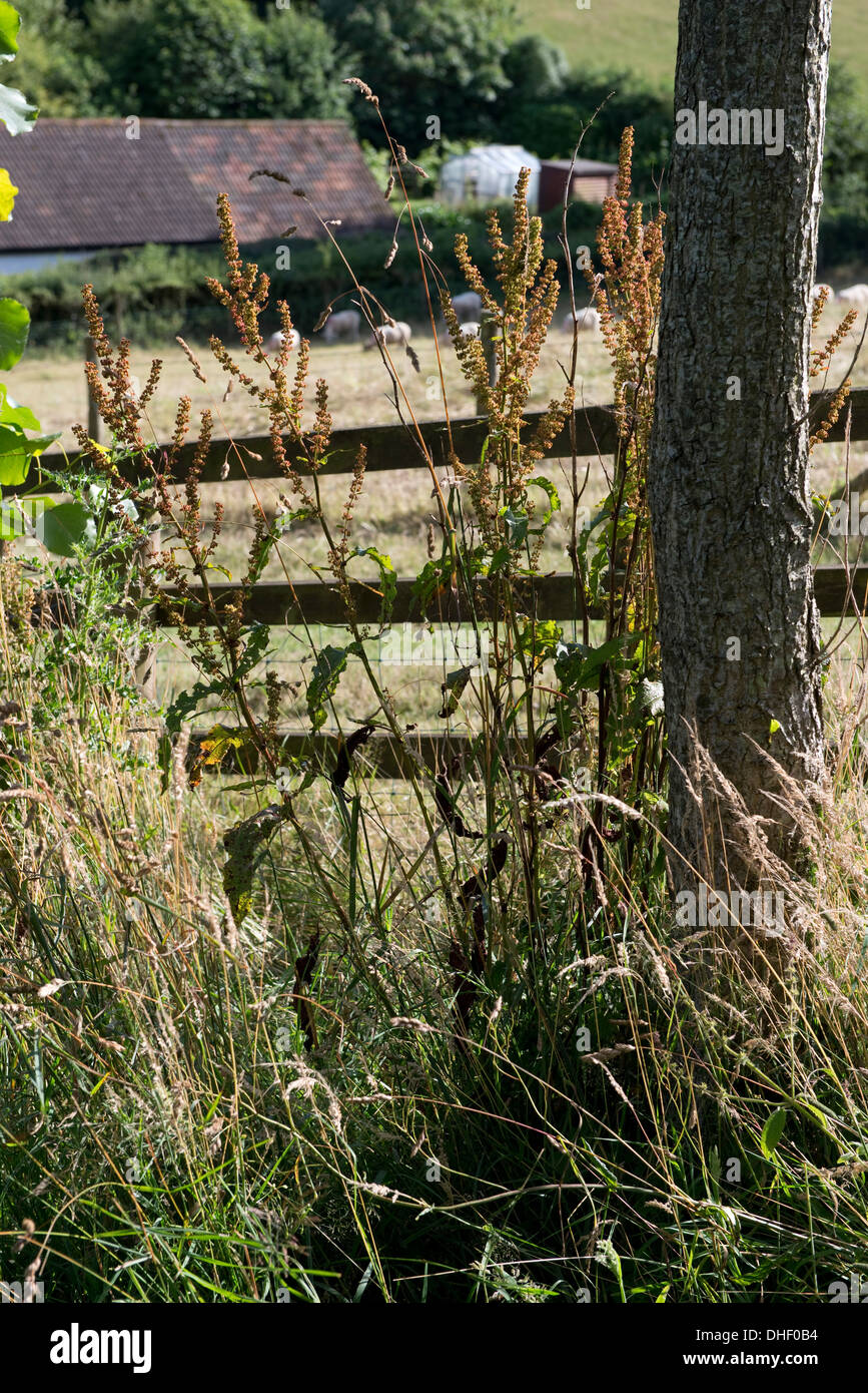 A curled dock, Rumex crispus, seeding by a fence on the edge of a sheep pasture Stock Photo
