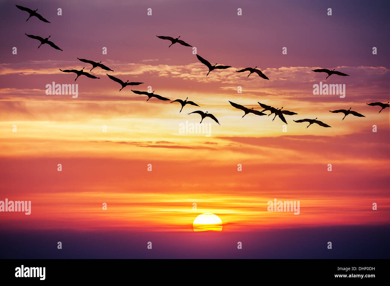 cranes fligth on sunset background Stock Photo