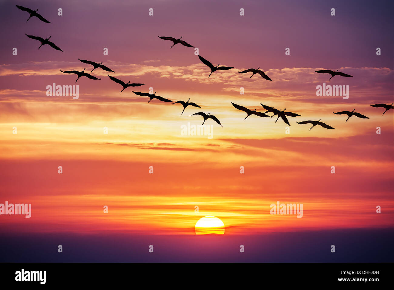 Crane flying sunset hi-res stock photography and images - Alamy