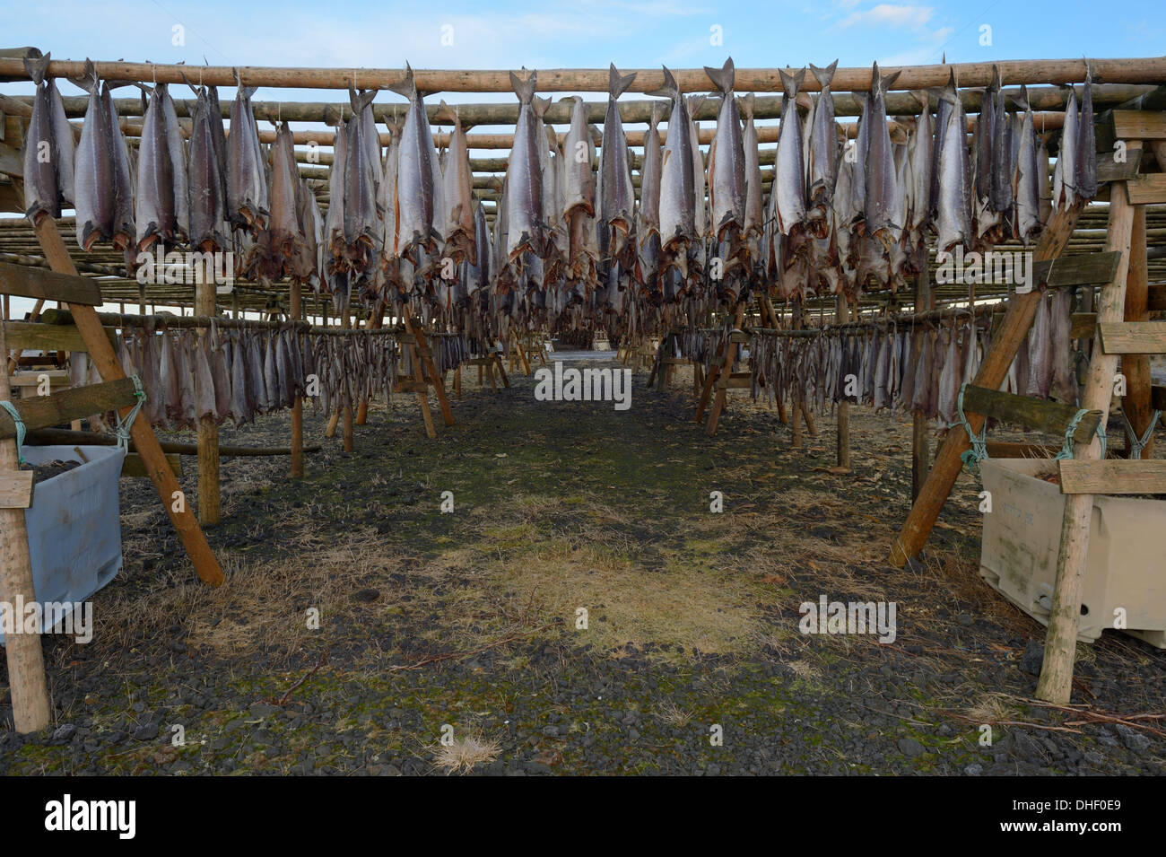 Fish drying on wooden construction, Iceland. Stock Photo