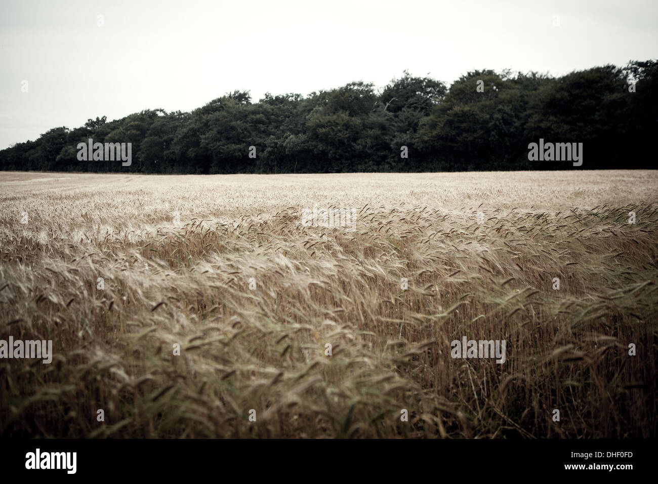 Wheat field in breeze Stock Photo - Alamy