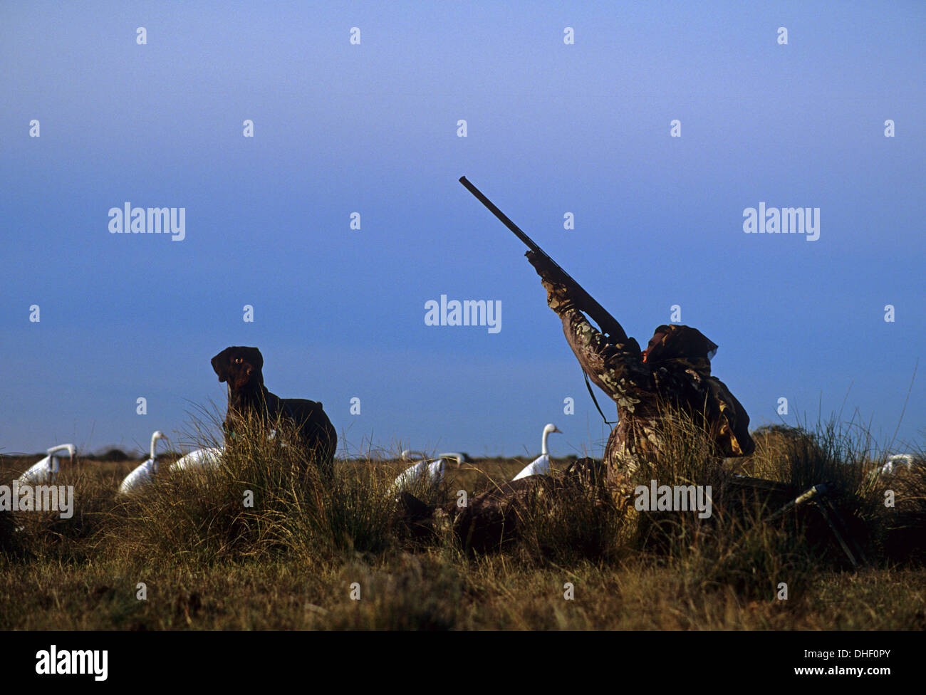 A hunter shooting at Snow geese (Chen caerulescens) while goose hunting