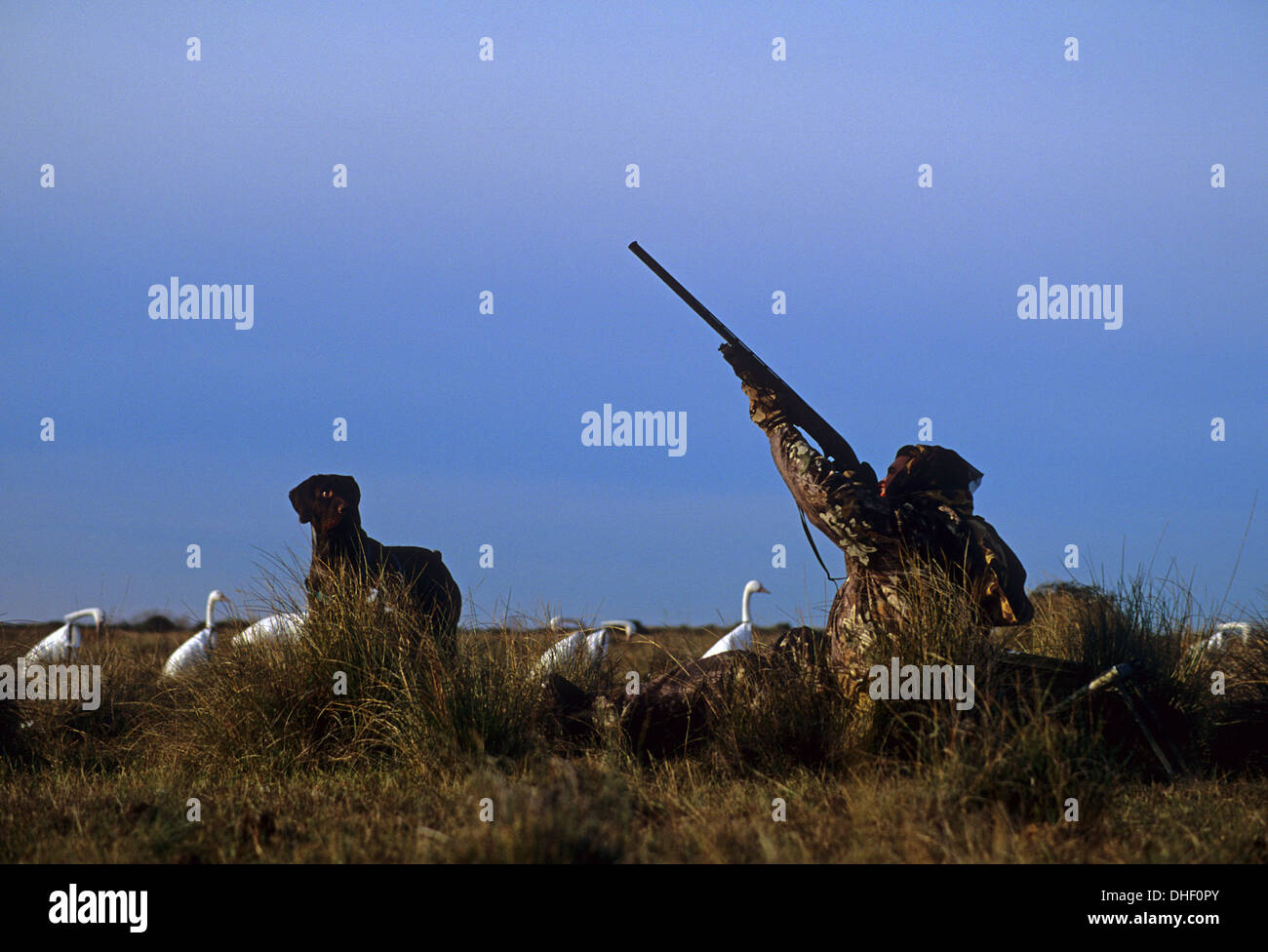 A hunter shooting at Snow geese (Chen caerulescens) while goose hunting at Port Lavaca Texas Stock Photo