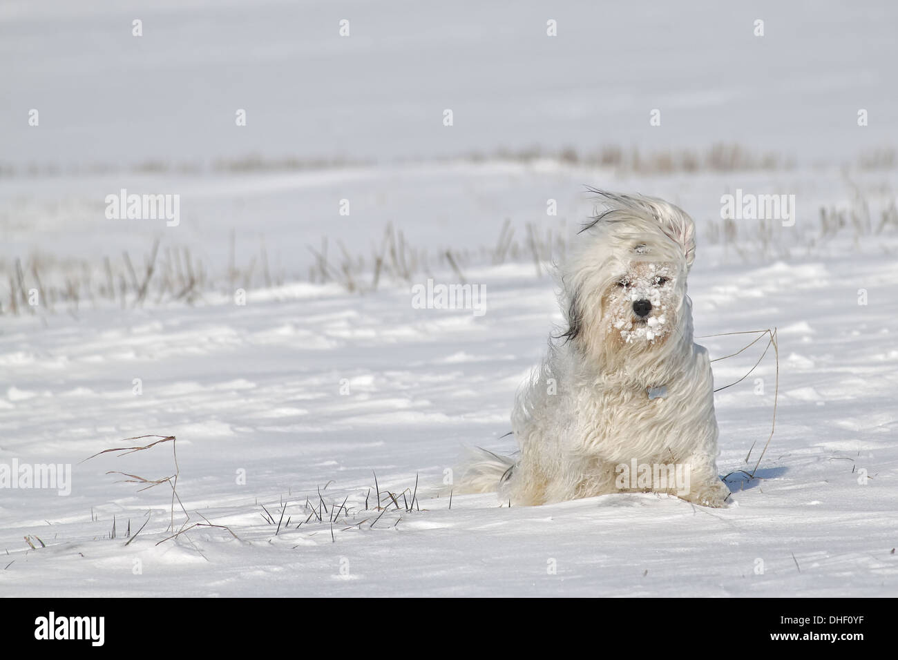 A dog sitting in snow with snow lumps in the coat, thereby blowing a