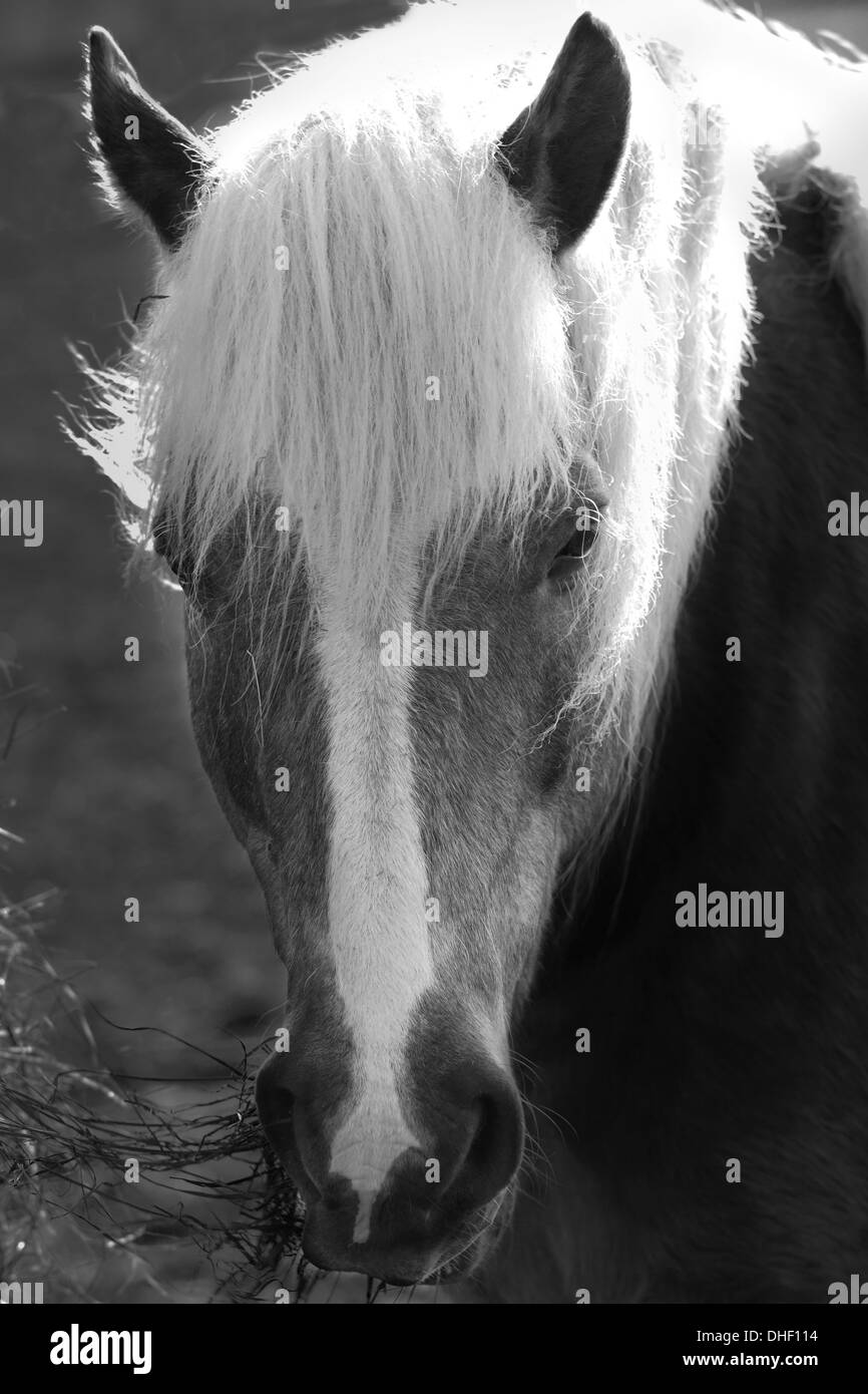 Portrait of a haflinger in balack and white Stock Photo