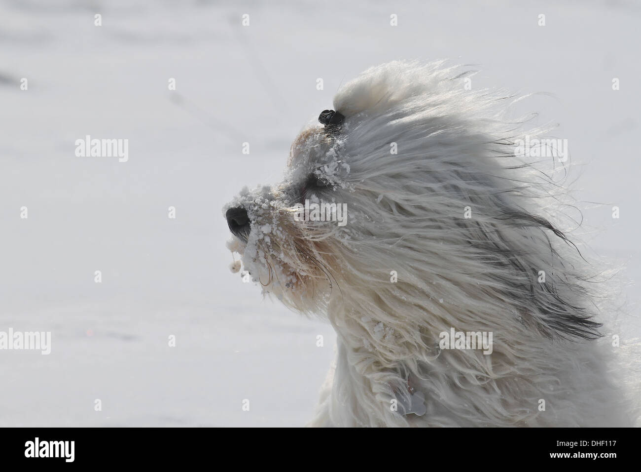 A dog keeps his face is covered with snow clumps in the cold blustery wind Stock Photo Alamy