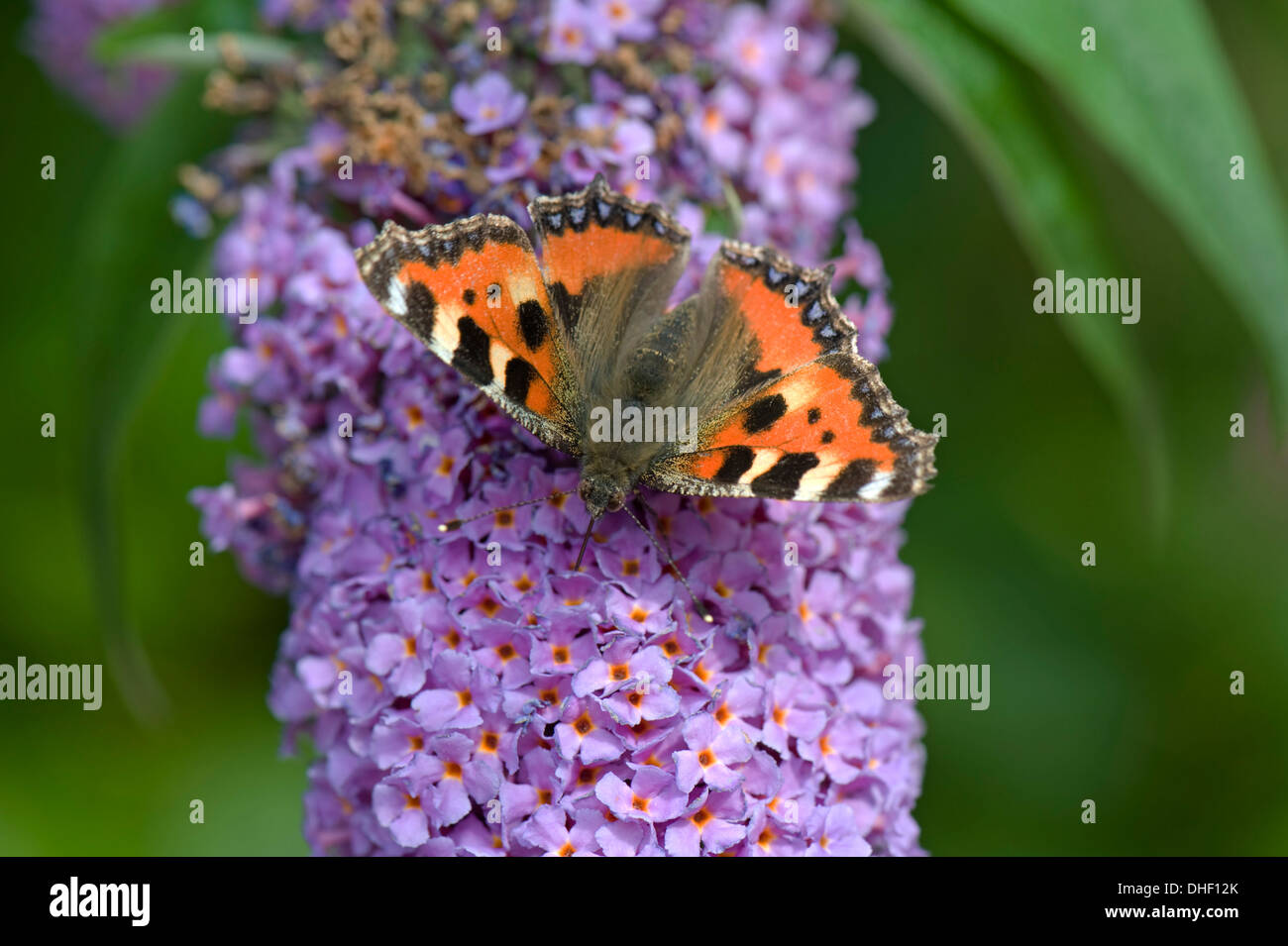 A small tortoiseshel butterfly, Aglais urticae, withothes and a drone fly on a Buddleja davidii flower Stock Photo