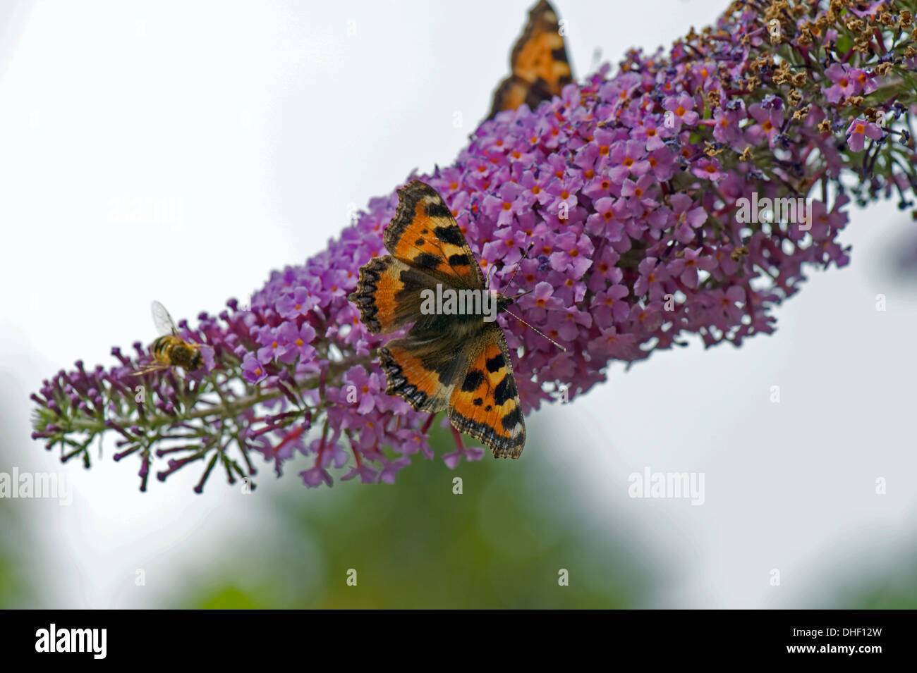 A small tortoiseshel butterfly, Aglais urticae, withothes and a drone fly on a Buddleja davidii flower Stock Photo