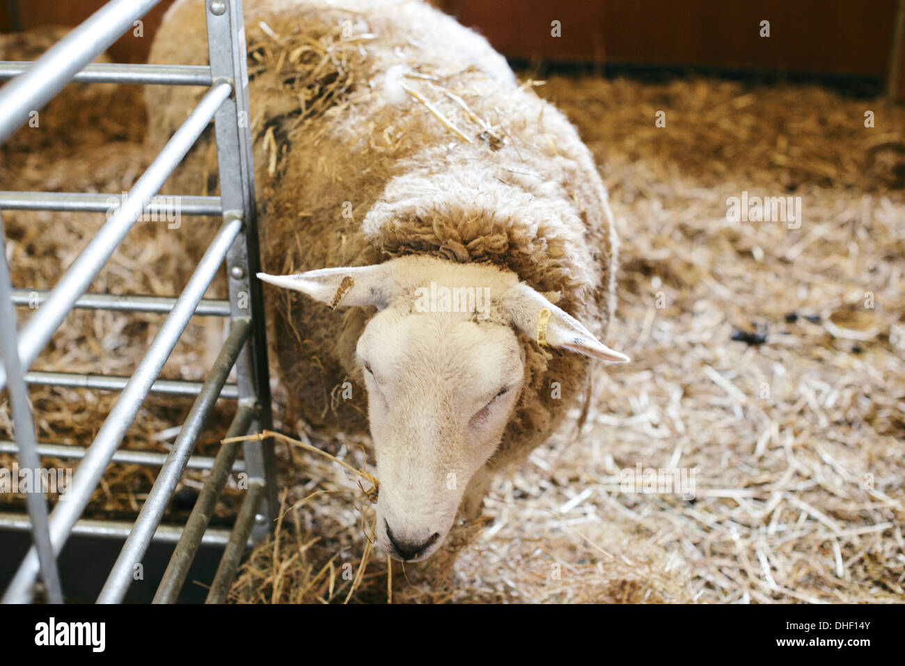 Domestic Sheep on Somerset Farm UK Stock Photo