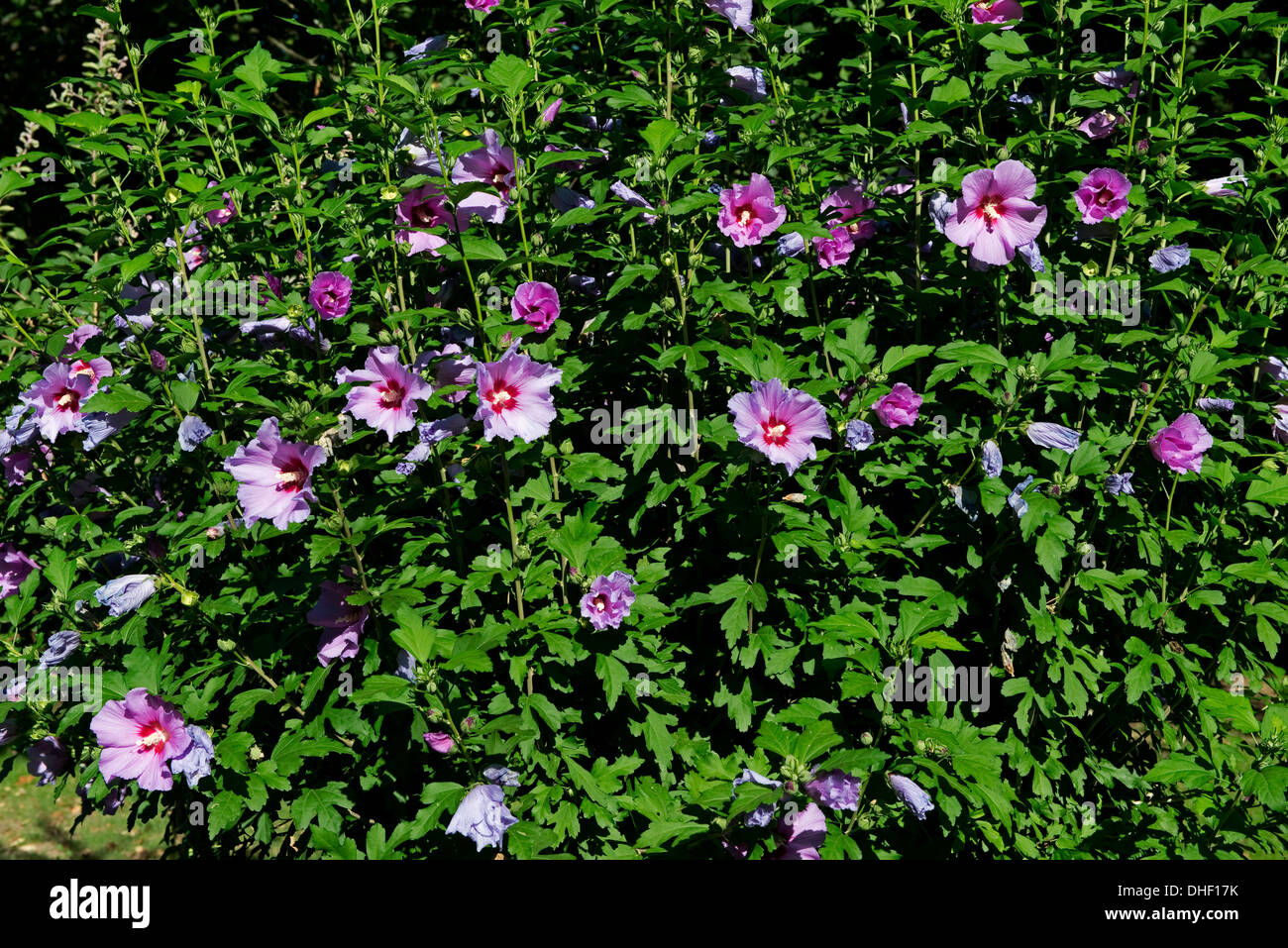 A flowering shrub, Hibiscus syriacus, on the banks of the Dordogne, Gironde, France Stock Photo