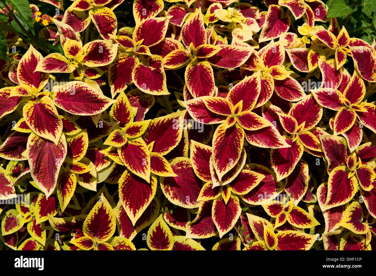 An attractive foliage plant Coleus with red leaves and a gold / yellow border, St Emilion, France, August Stock Photo