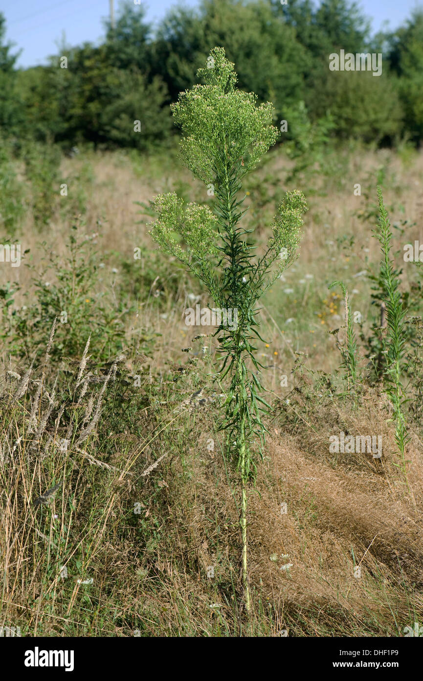 Canadian fleabane, Conyza canadensis, flowering, Gironde, France, August Stock Photo