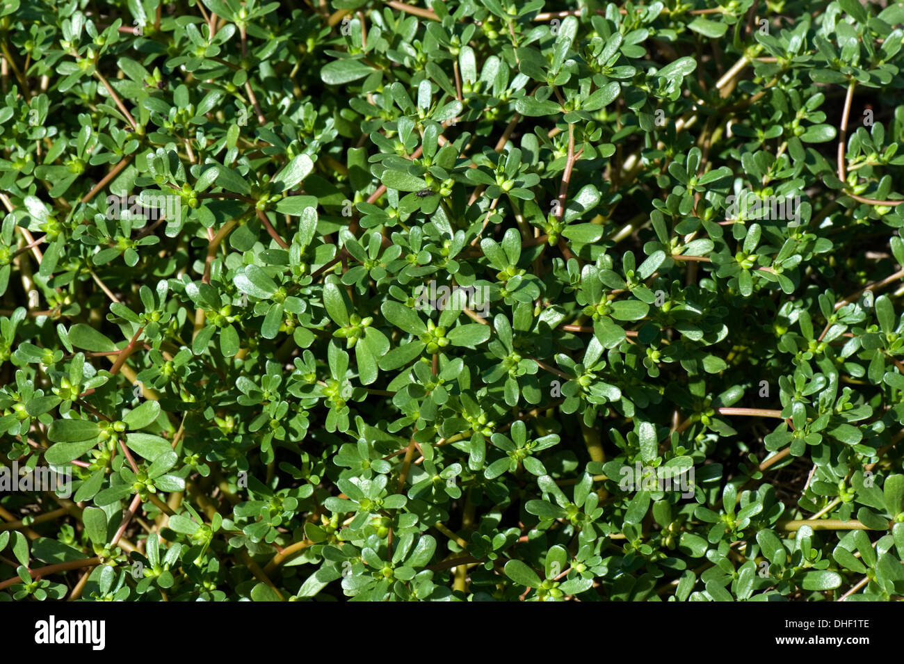 Common purslane or pigweed, Portulaca oleracea, succulent plant a wild leaf vegetable or arable weed Stock Photo