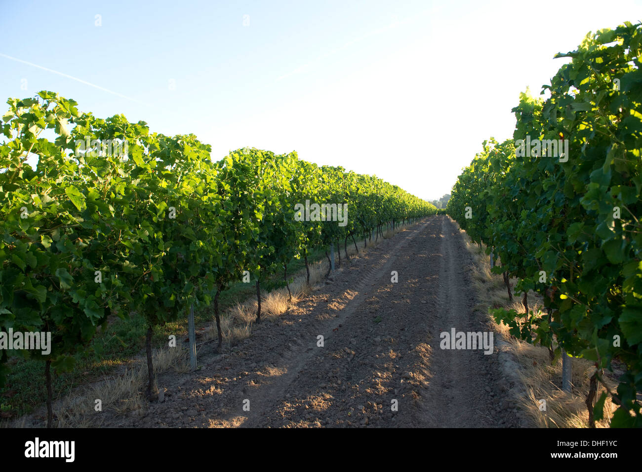 Grapevines in fruit lit by the early morning sun on the banks of the Dordogne near Sainte-Foy-La-Grande, Gironde, France, August Stock Photo