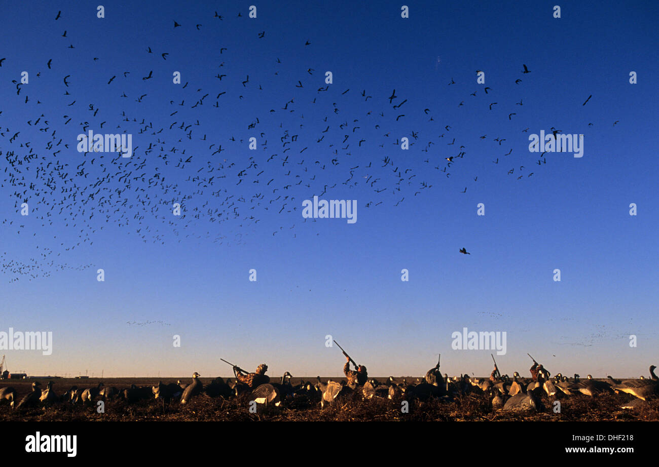 Shooting geese hires stock photography and images Alamy