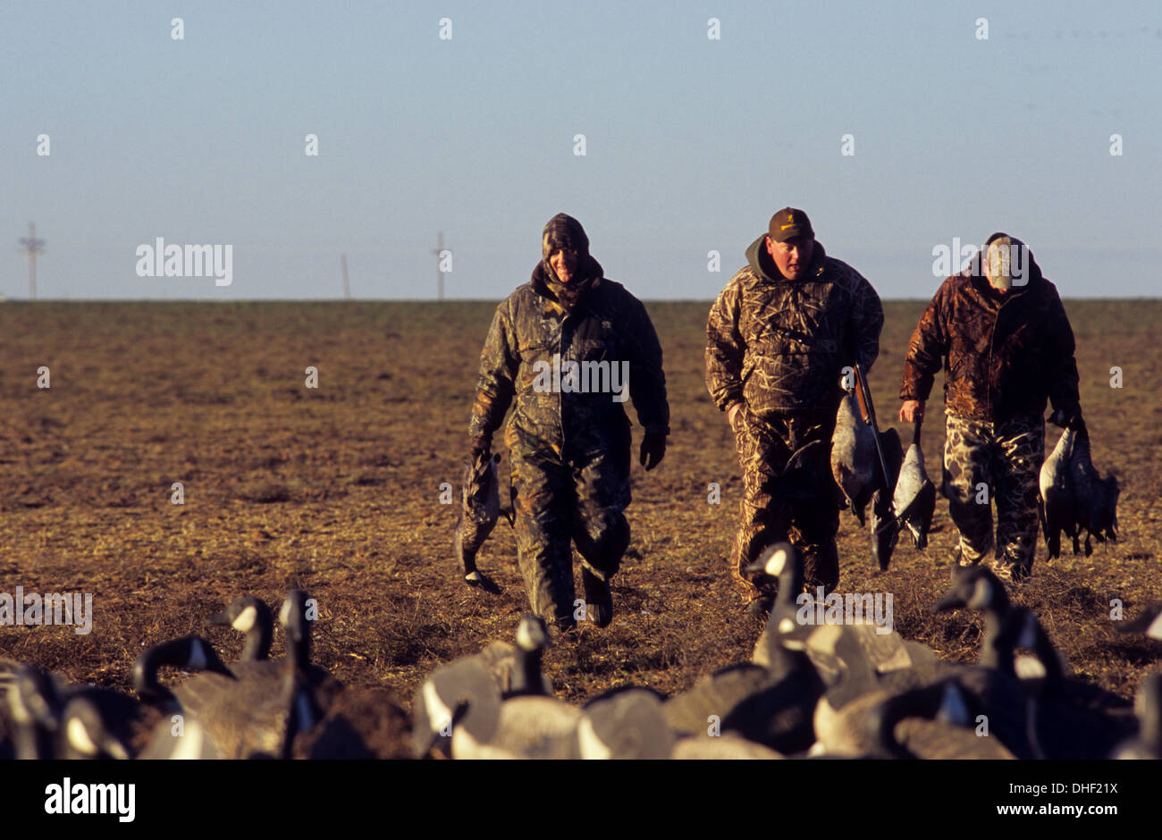 Hunters with Canada geese (Branta canadensis) while goose hunting in a