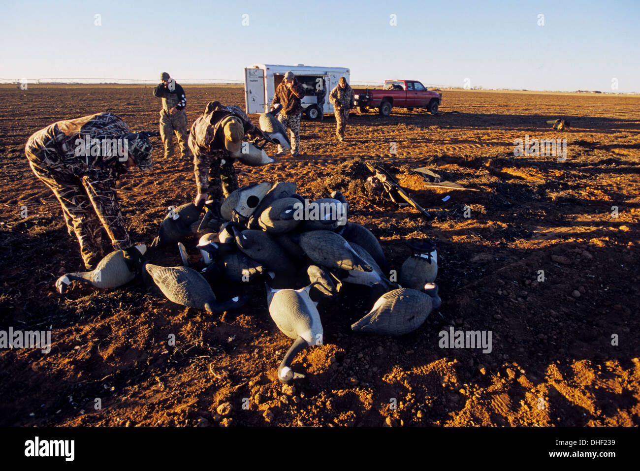 Hunters set out Canada geese (Branta canadensis) decoys while goose hunting in a grain field