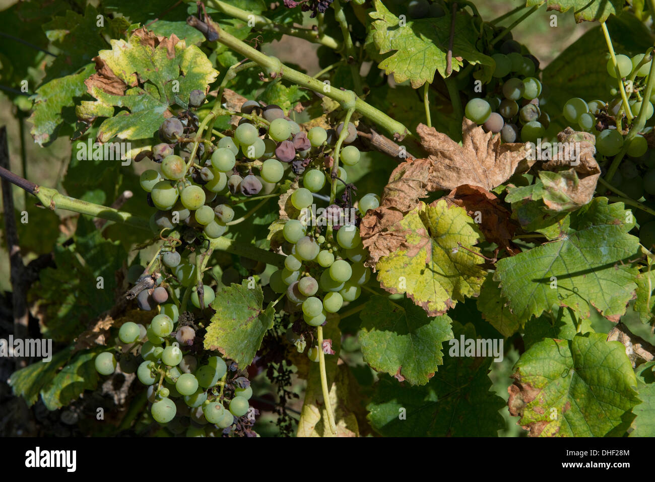 Noble rot or grey mould, Botrytis cinerea, affecting maturing grapes on the vine Stock Photo
