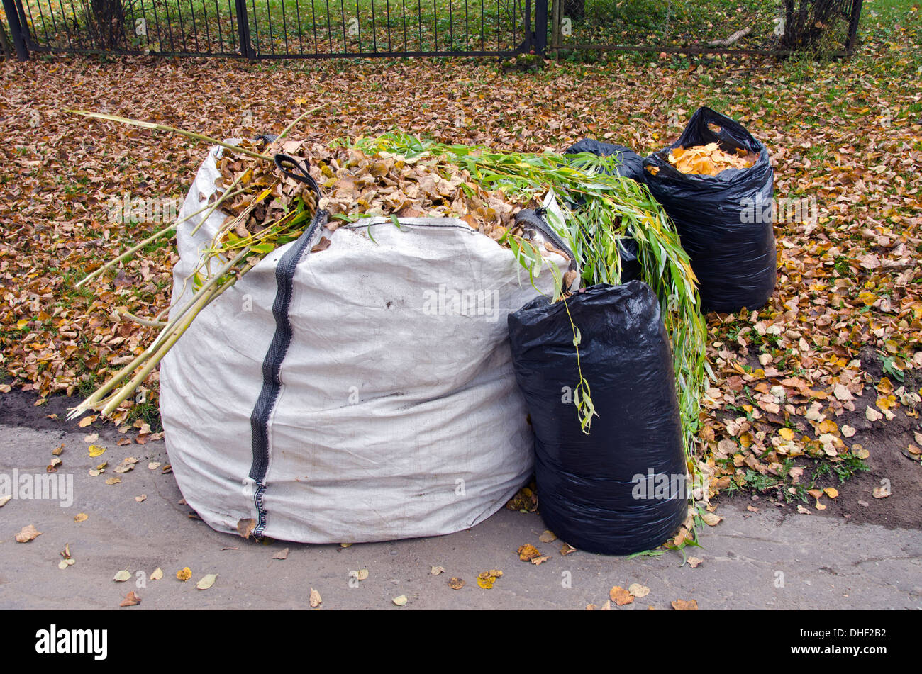 autumn time leaves in white and black plastic sacks Stock Photo