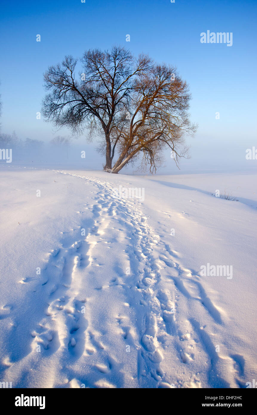 winter morning landscape with snow and lonely tree in fog Stock Photo ...