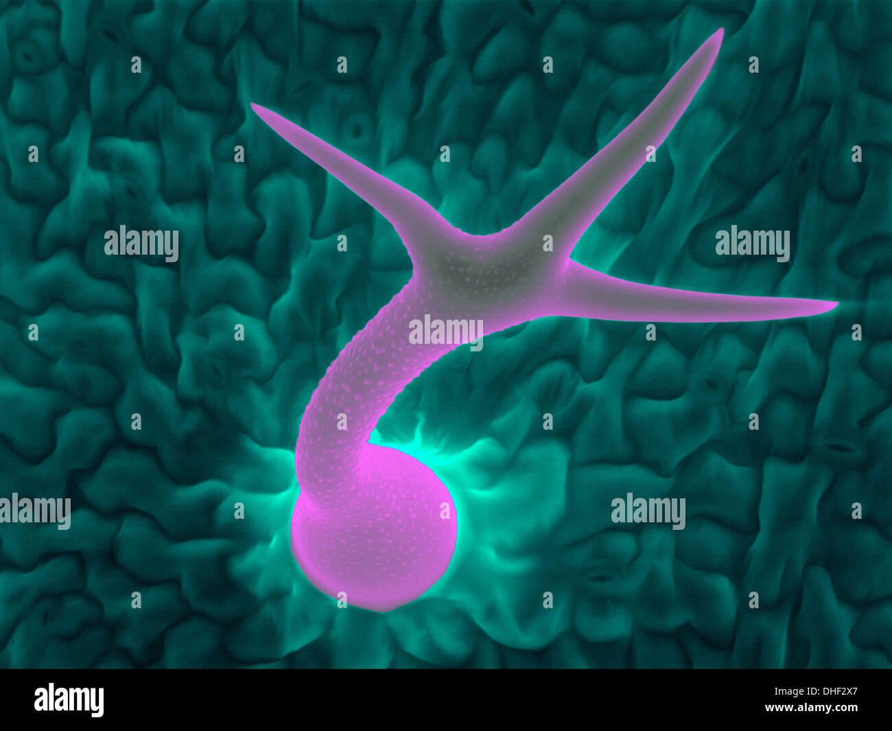 Trichome (leaf hair) of thale cress (Arabidopsis thaliana), scanning electron micrograph. Stock Photo