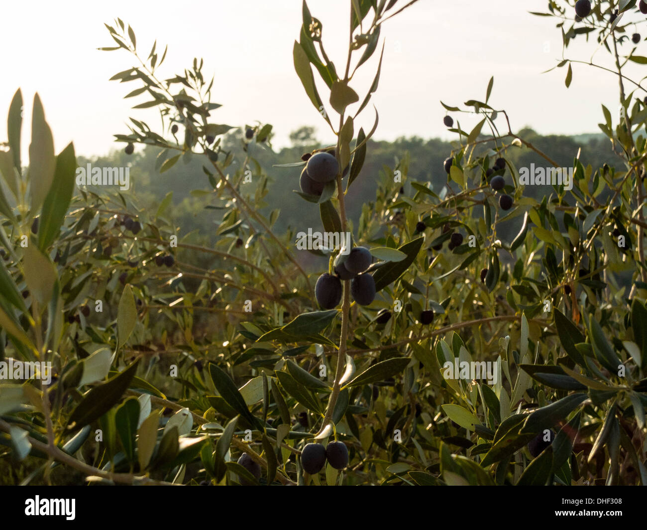 Olive Tree with fruits Stock Photo