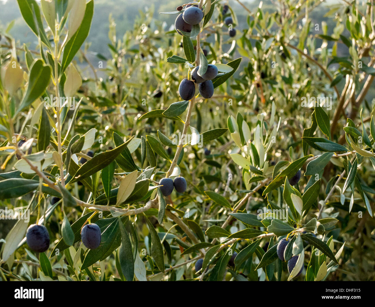 Olive Tree with fruits Stock Photo Alamy