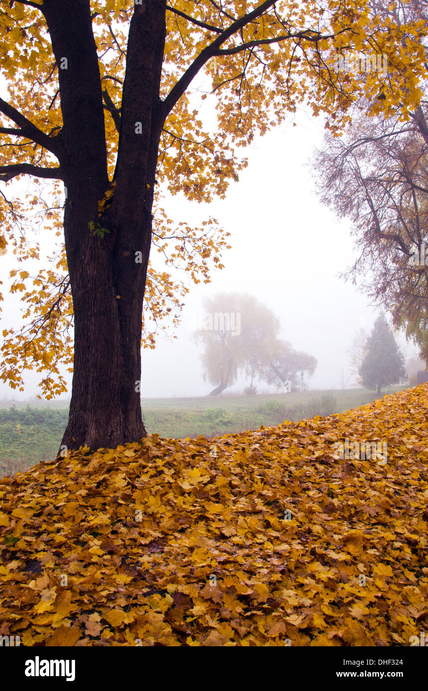 beautiful autumn park landscape with leaves and morning fog Stock Photo ...