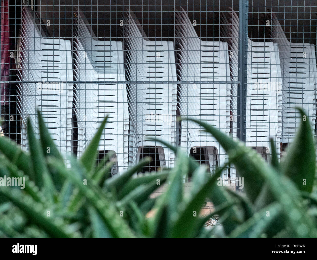 Stacked Plastic Chairs Agaves Stock Photo
