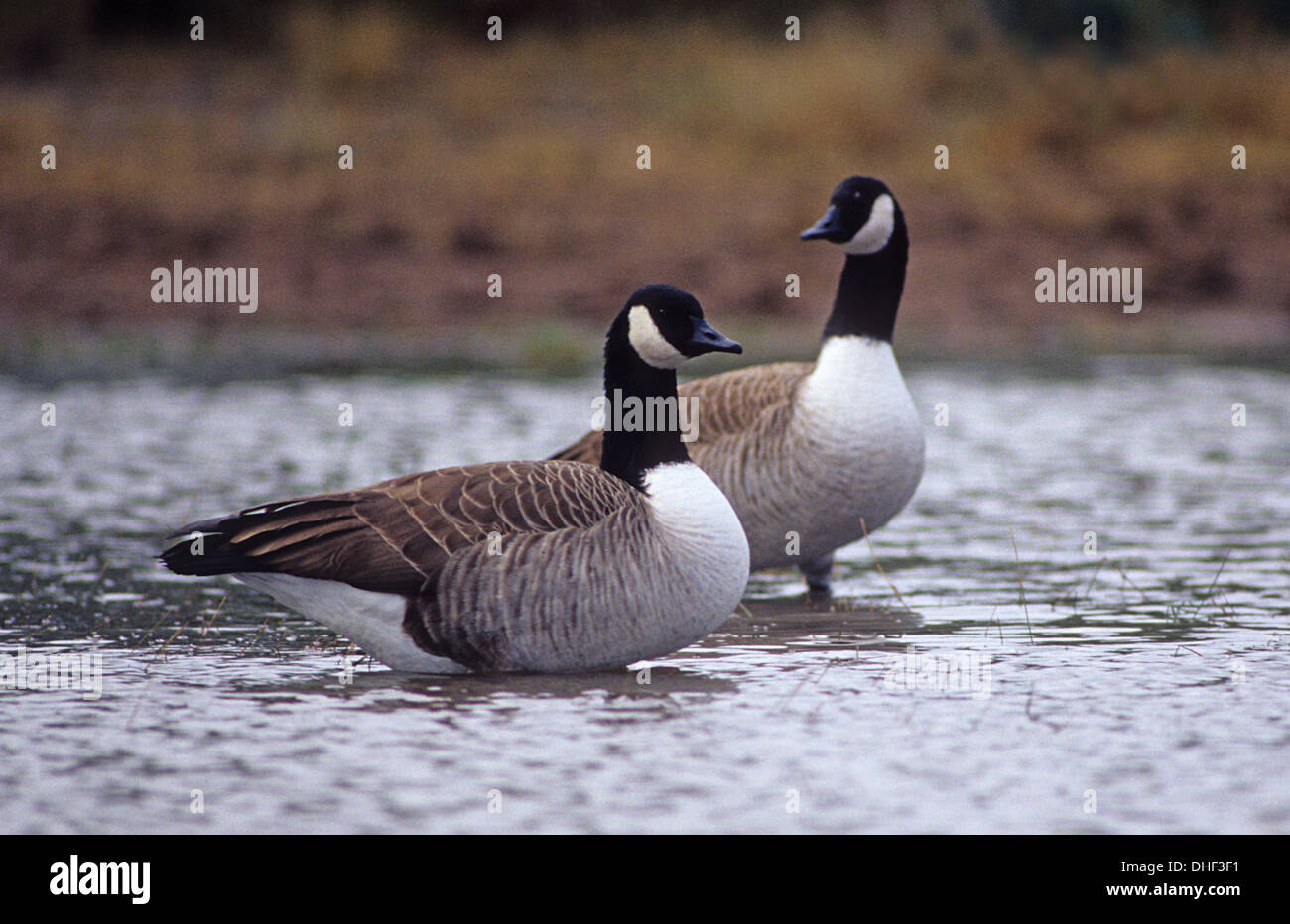 Giant canada goose 2025 branta canadensis maxima
