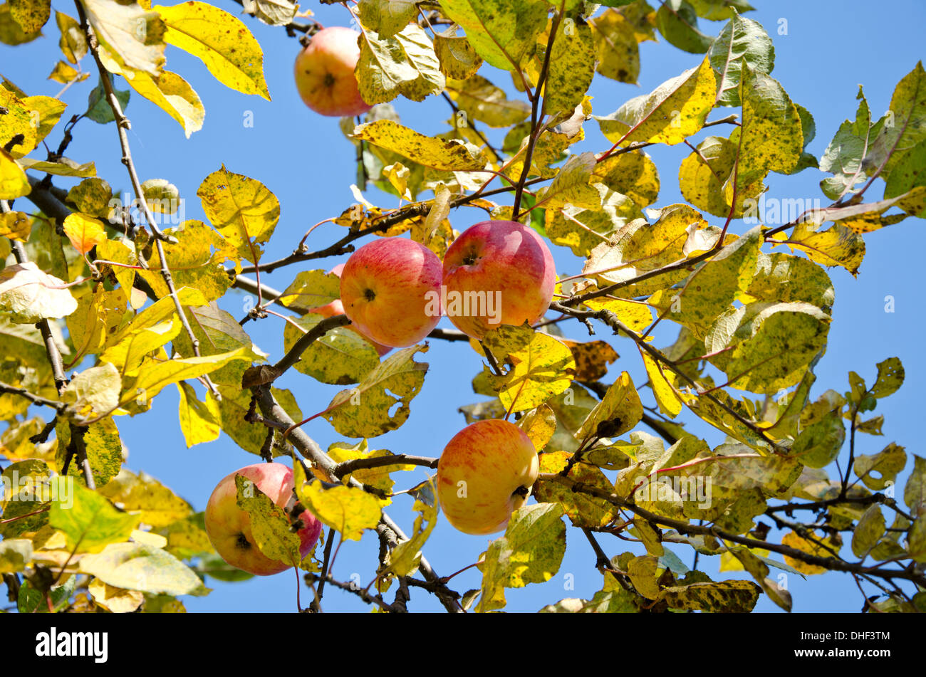 last autumn ripe apples in farm garden on branch Stock Photo - Alamy
