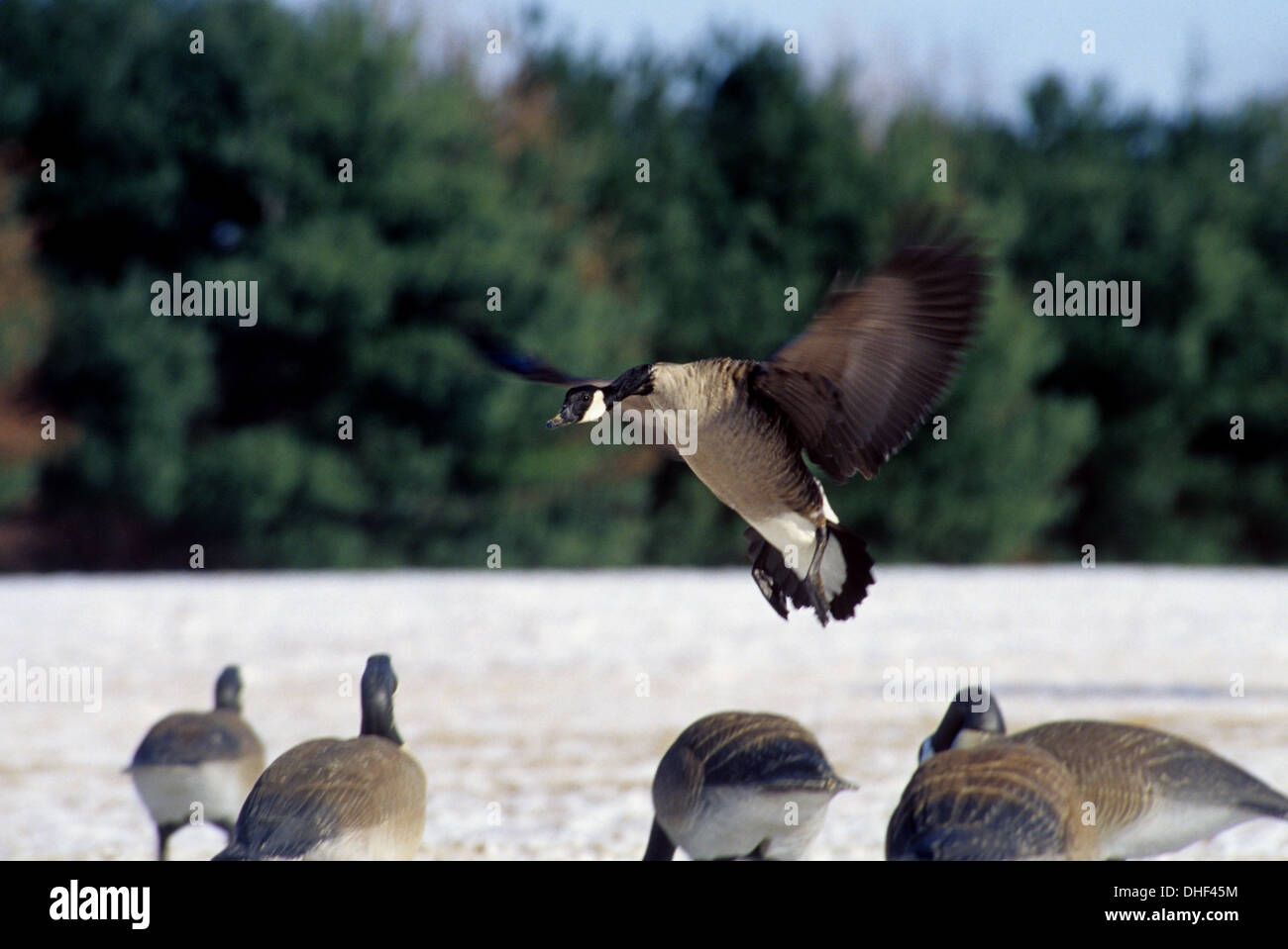 Canada goose (Branta canadensis) landing in decoys while goose hunting