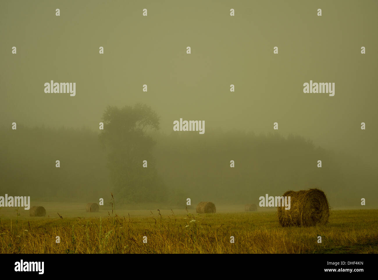 Field of haystacks on overcast day Stock Photo